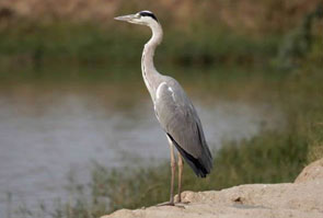 2013-jd-vall-heron199