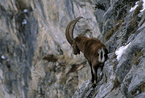 2013-jd-vall-ibex199