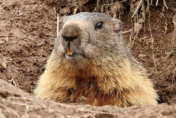 2013-jd-vall-marmot600
