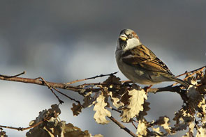 2013-jd-vall-moino-male