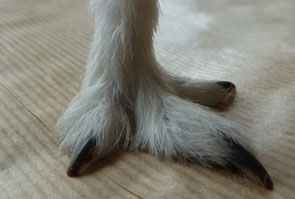 2013-jd-vall-patte199