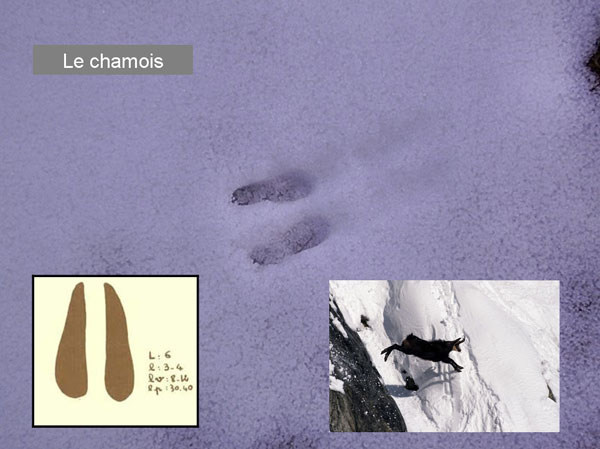2013-jd-vall-tracechamois