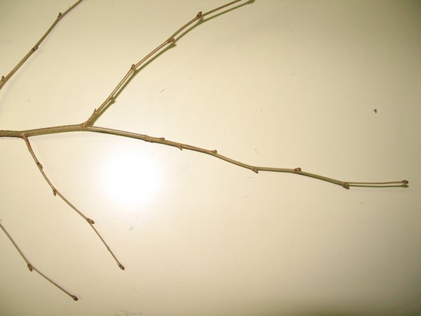 14-01-jd-freney-branch-noisetier