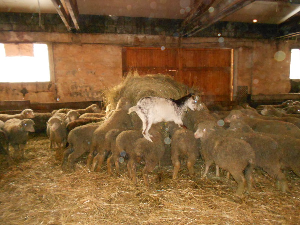 2014-01-jd-fressi-bouc