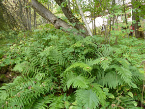 2011-02-jd-valls1-foug