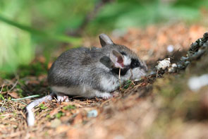 2011-06-jd-lerot-mc-