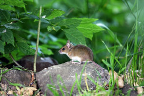 2011-06-jd-mulot-dc