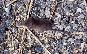 2011-06-jd-musaraigne