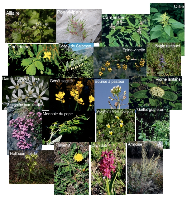2011-11-plantes-jd-chauffayer-petit