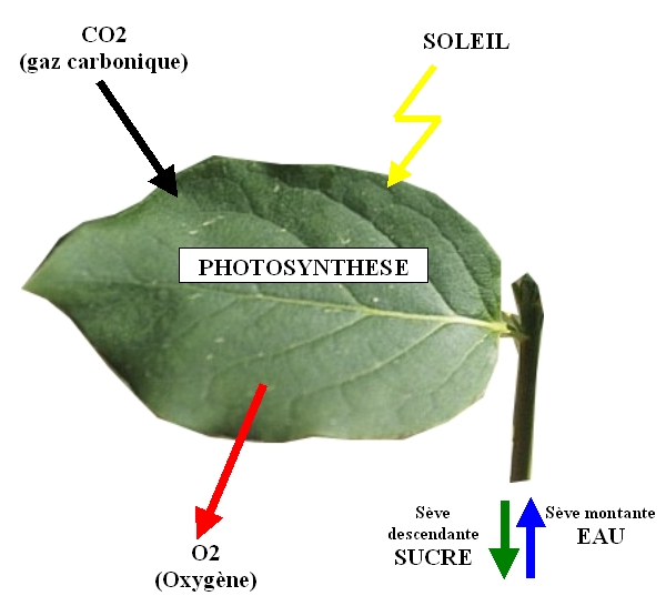 photosynthese