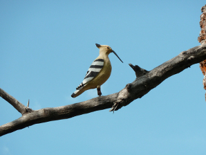 2011-05-vigneaux-07