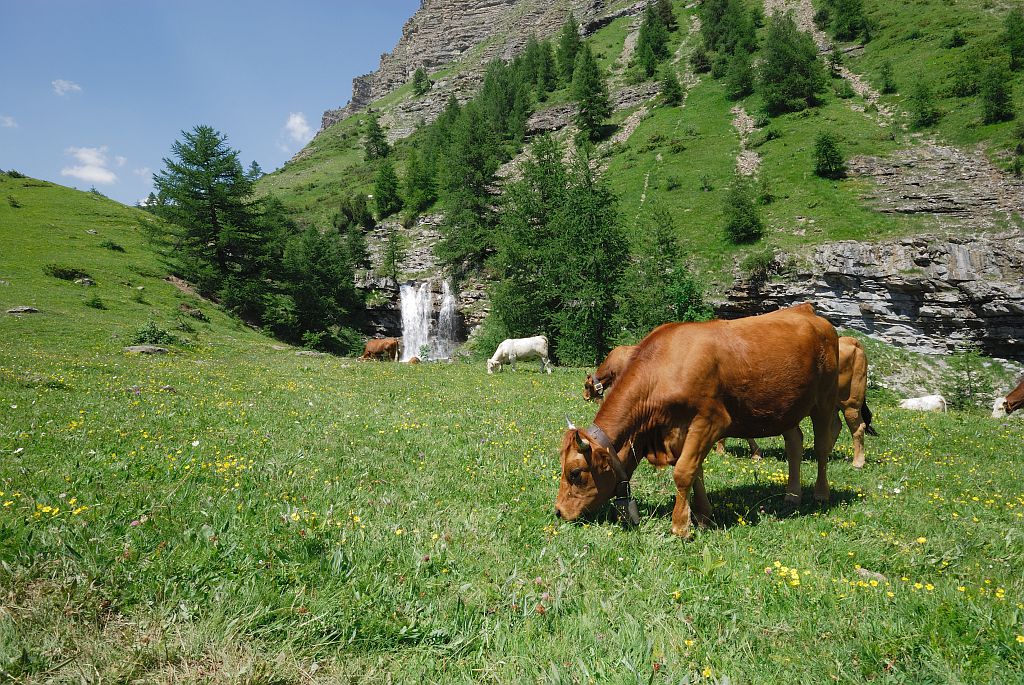 Vaches dans le Rabioux - Châteauroux les Alpes -- © Mireille Coulon - Parc national des Ecrins