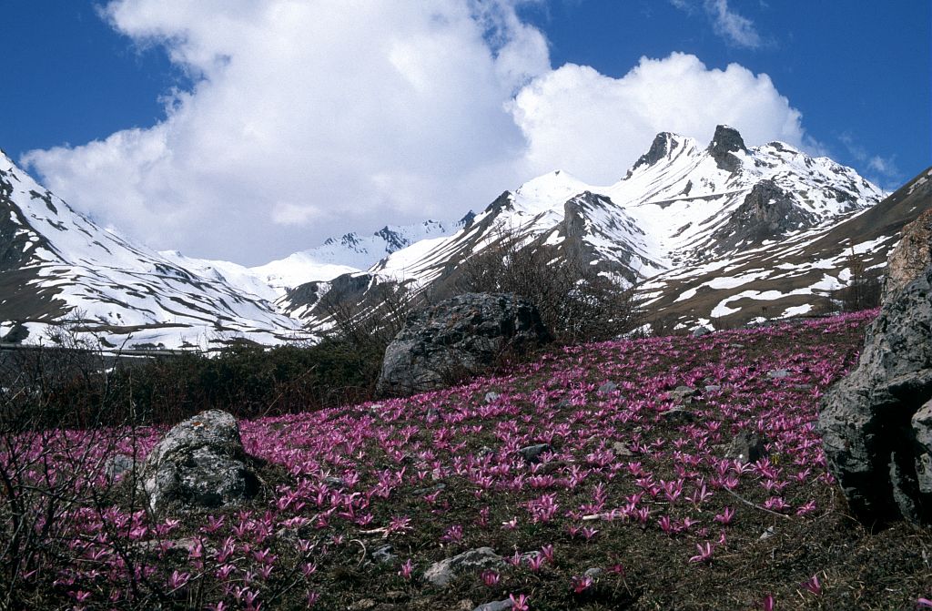 Champ de colchiques de printemps devant le Pic Blanc du Galibier © Bernard Nicollet - Parc national des Ecrins