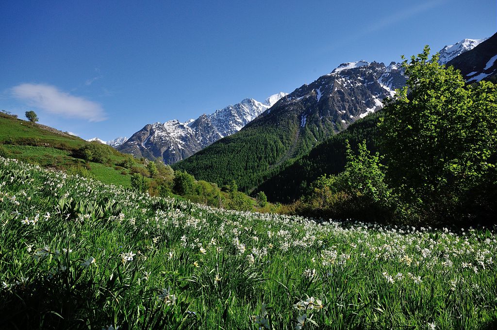 pont de l'alp champ de narcisse © Mireille Coulon - Parc national des Ecrins