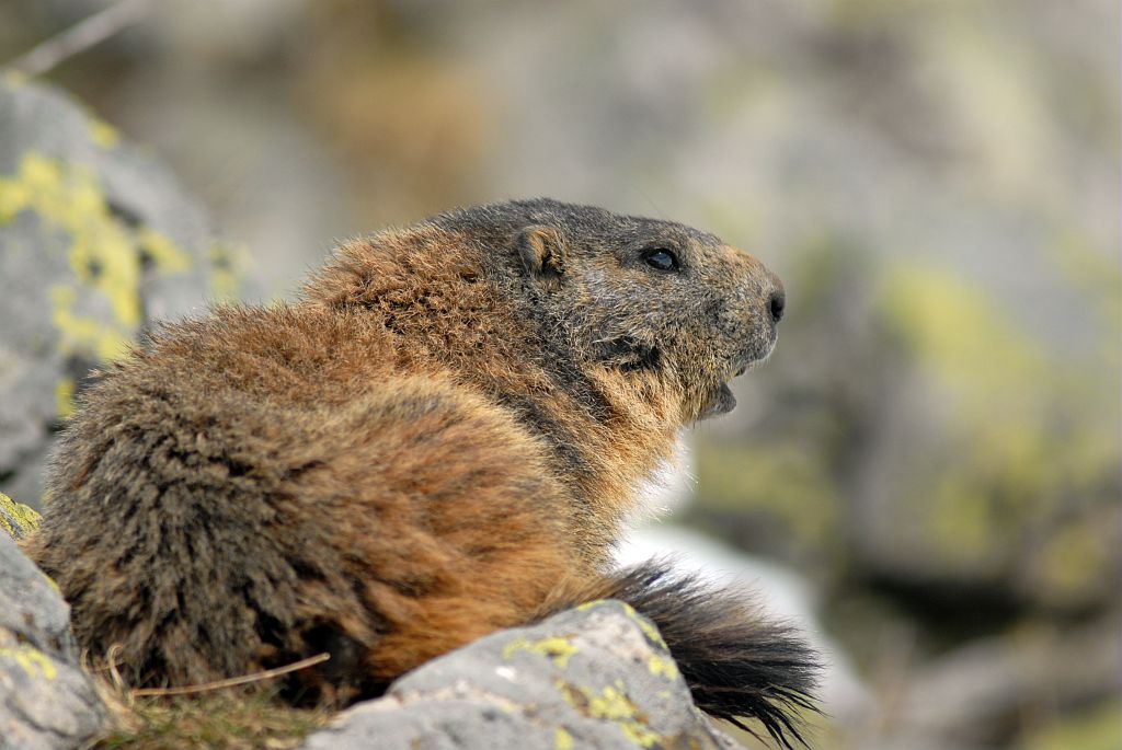 Marmotte au printemps - Saut du Laire - Prapic © Rodolphe Papet - Parc national des Ecrins