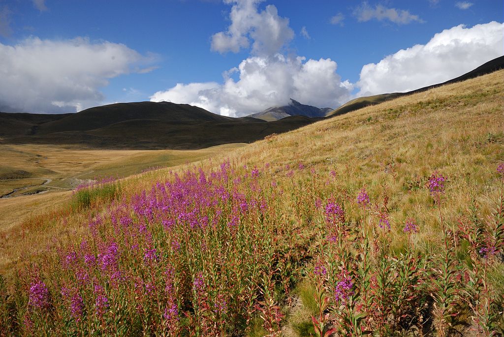 Epilobes en épis sur le plateau d'Emparis - Besse-en-Oisans ©Mireille Coulon - Parc national des Ecrins