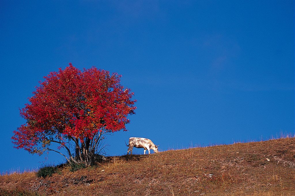 Villard Reymond - Prégentil ©Pascal Saulay - Parc national des Ecrins