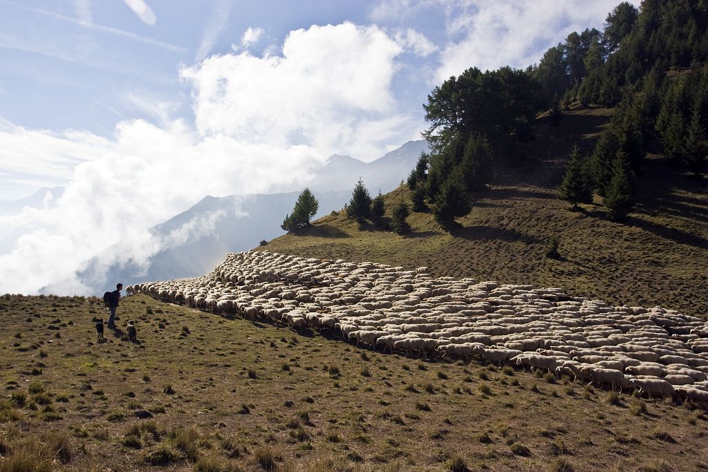 Troupeau à Prégentil ©Pascal Saulay - Parc national des Ecrins