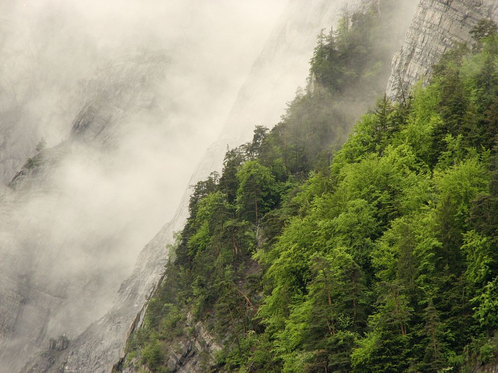 Brouillard sur la forêt de Prégentil ©Christophe Albert - Parc national des Ecrins