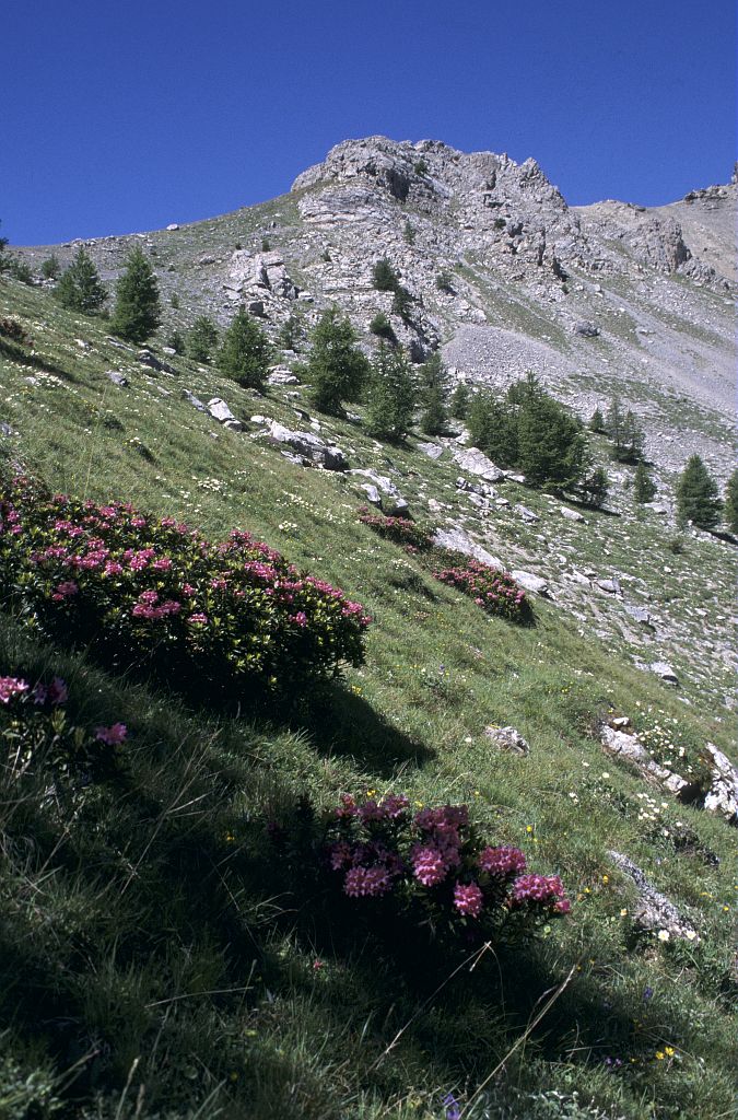 Rhododendrons à la Salcette © Marie-Geneviève Nicolas - Parc national des Ecrins