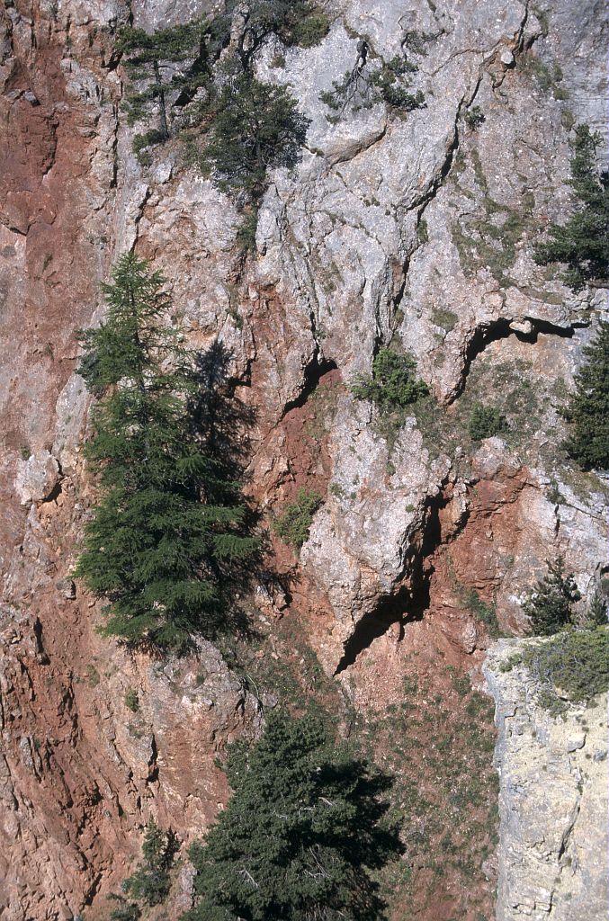 Sous la Salcette, la vie s'accroche © Marie-Geneviève Nicolas - Parc national des Ecrins