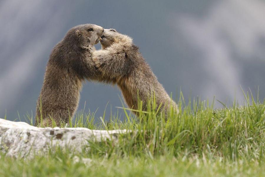 Les marmottes du grand rocher Les marmottes du grand rocher