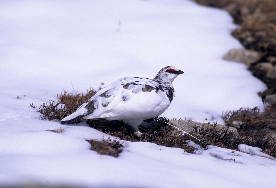 lagopède mâle lagopède mâle