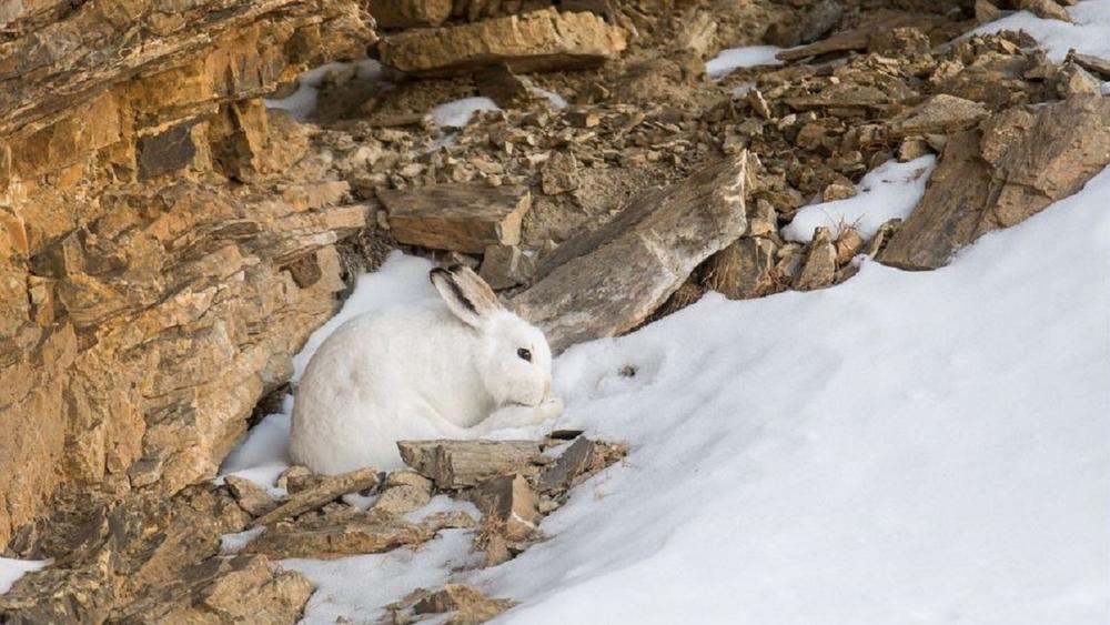 où se cache t'il? où se cache t'il?