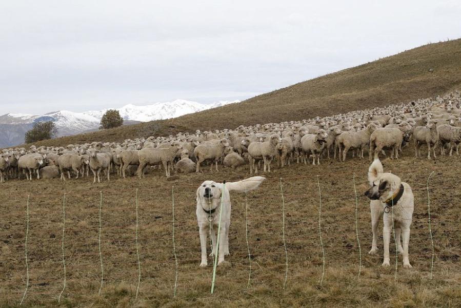Patou et berger d'anatolie