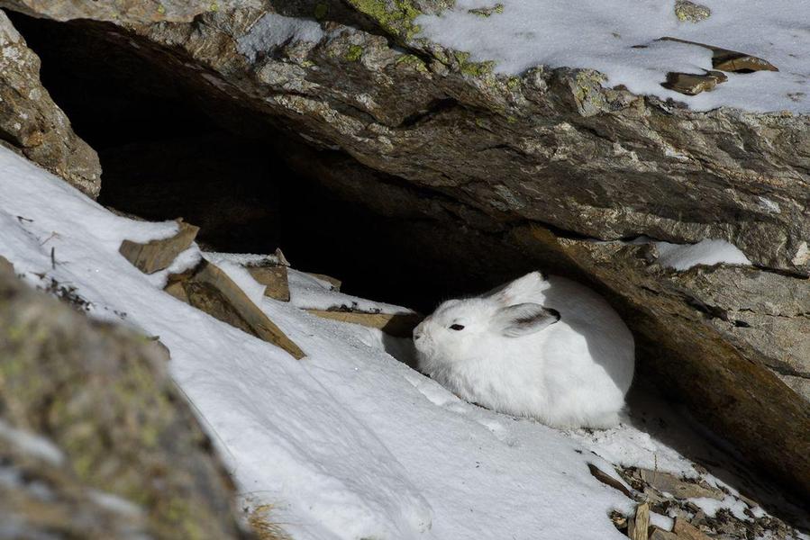cache d'un lièvre variable