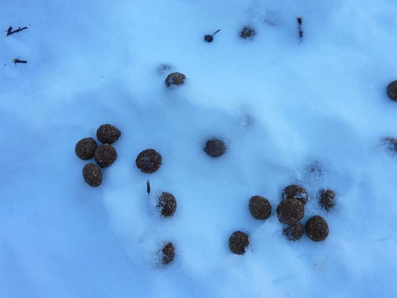 crote jeu qui est passé par ici