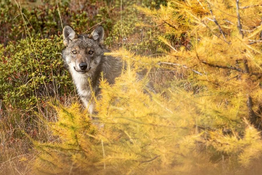 097549_hd-gyh47kwawyih 097549_hd-gyh47kwawyih