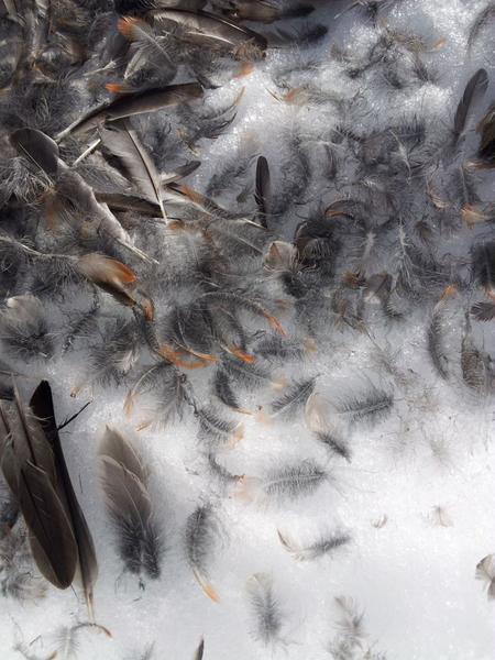 plume jeu qui est passé par ici plume jeu qui est passé par ici