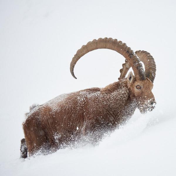 bouquetin dans la neige bouquetin dans la neige