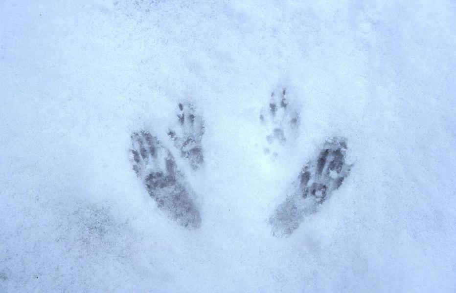 traces neige traces neige