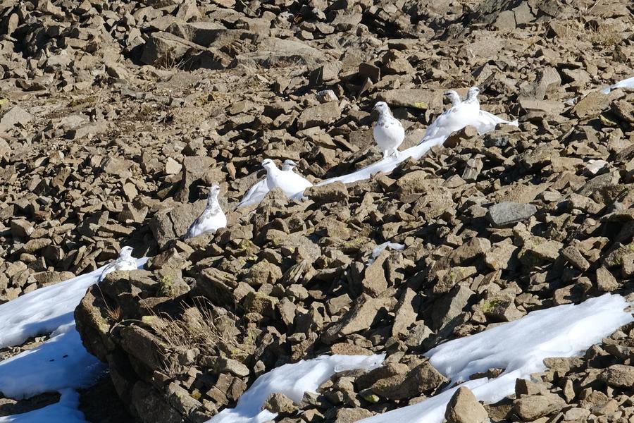 gpe sur névé D VINCENT gpe sur névé D VINCENT