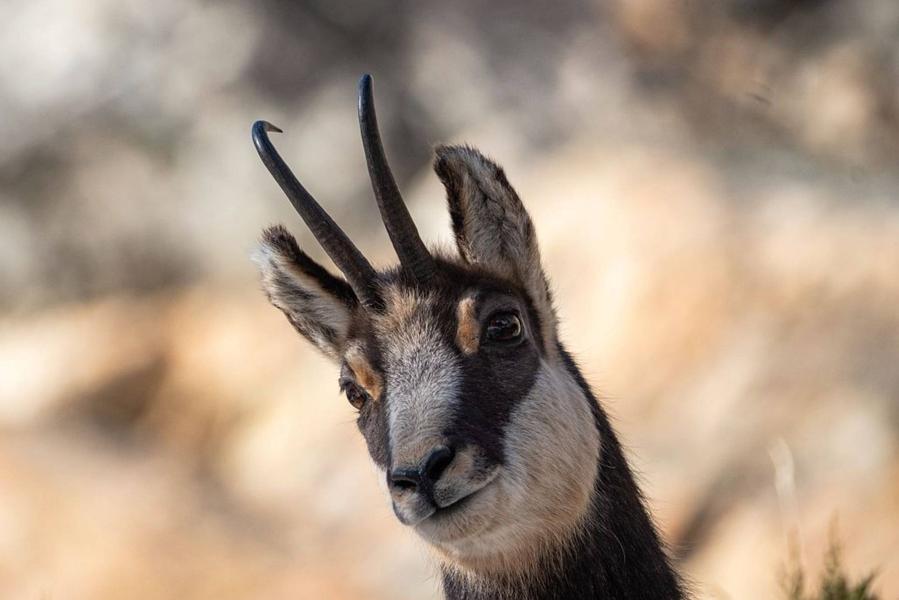Chamois