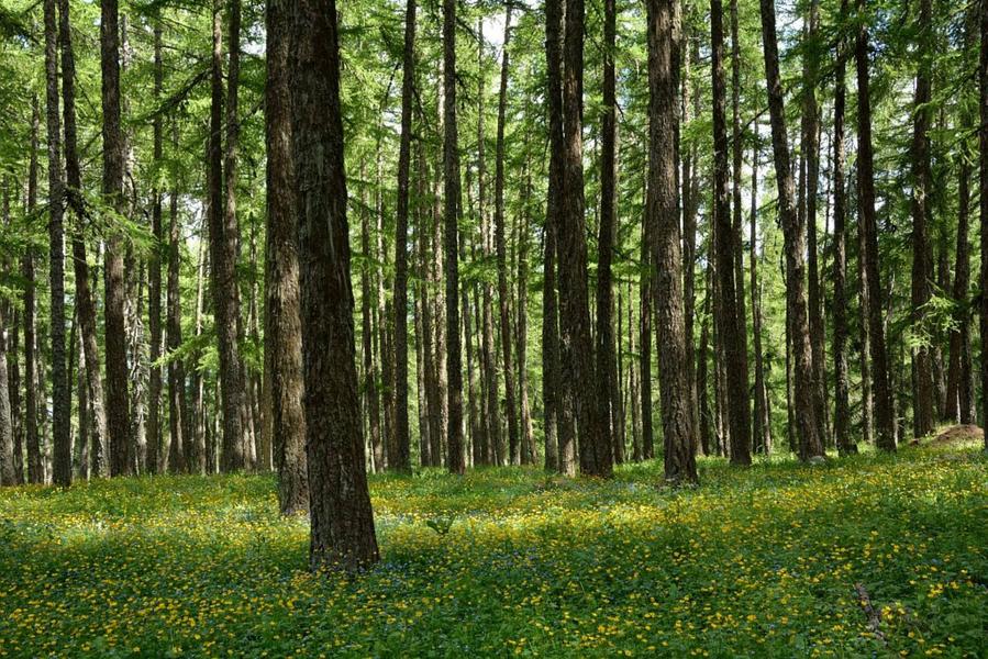 Sous bois fleuri