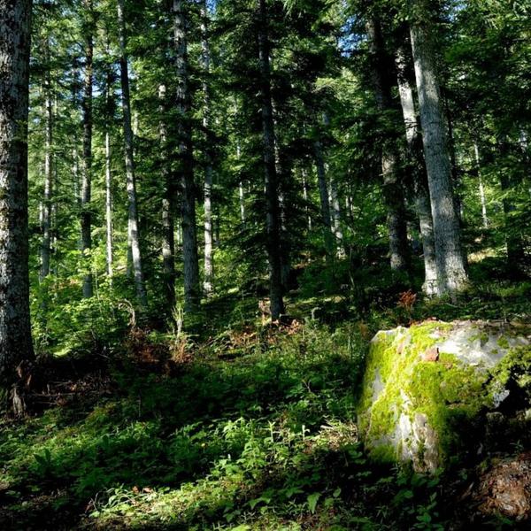 Forêt Boscodon