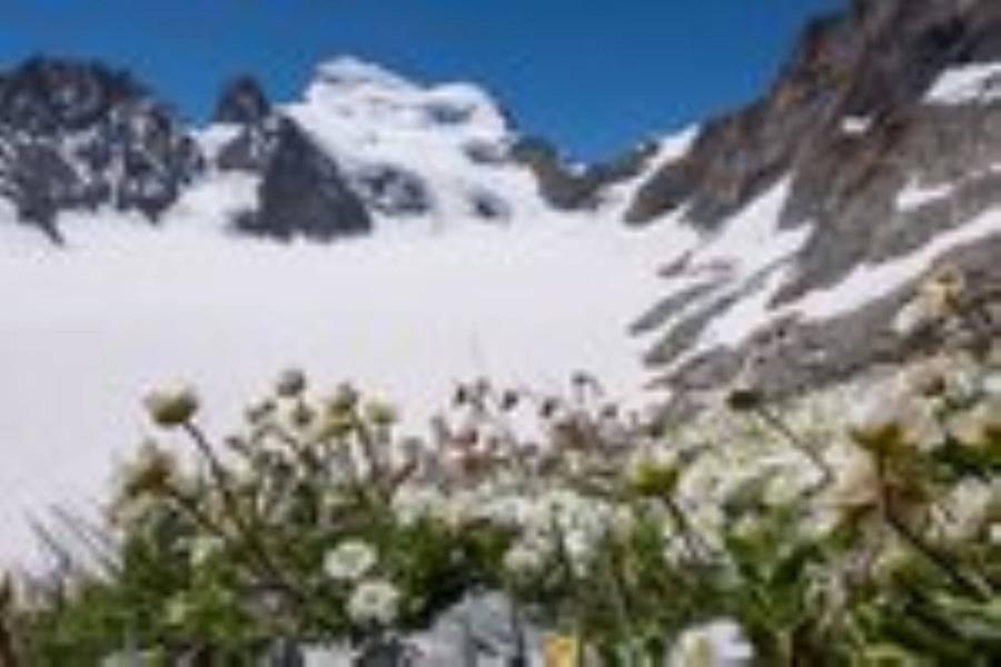 fleurs haute alti fleurs haute alti