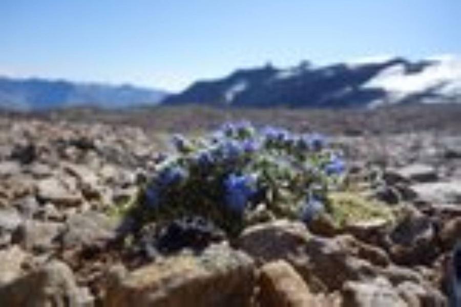 fleurs hte altitude fleurs hte altitude