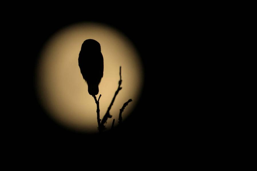 Chouette de nuit Chouette de nuit
