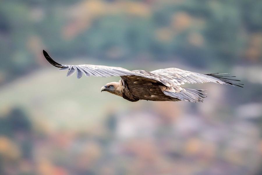 vautour fauve vautour fauve