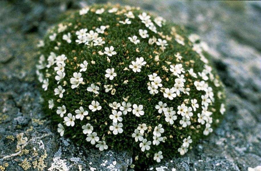 Androsace Androsace