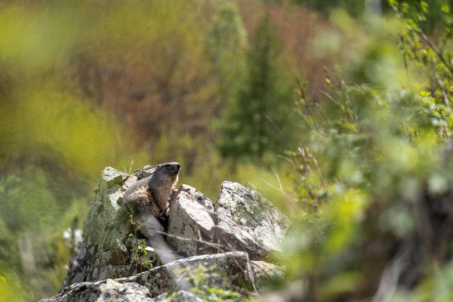 Marmotte Marmotte