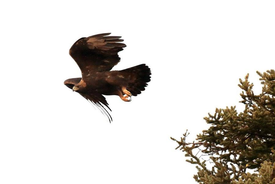 Aigle Aigle