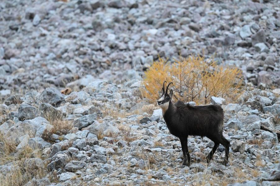 chamois chamois