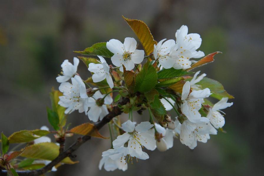 145545_HD 145545_HD