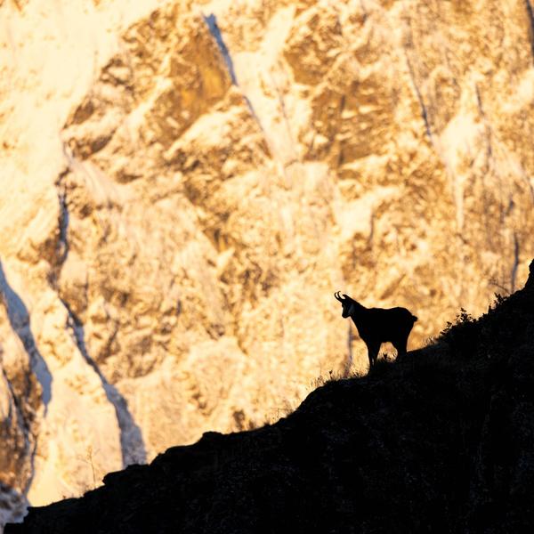 Silhouette de chamois Silhouette de chamois