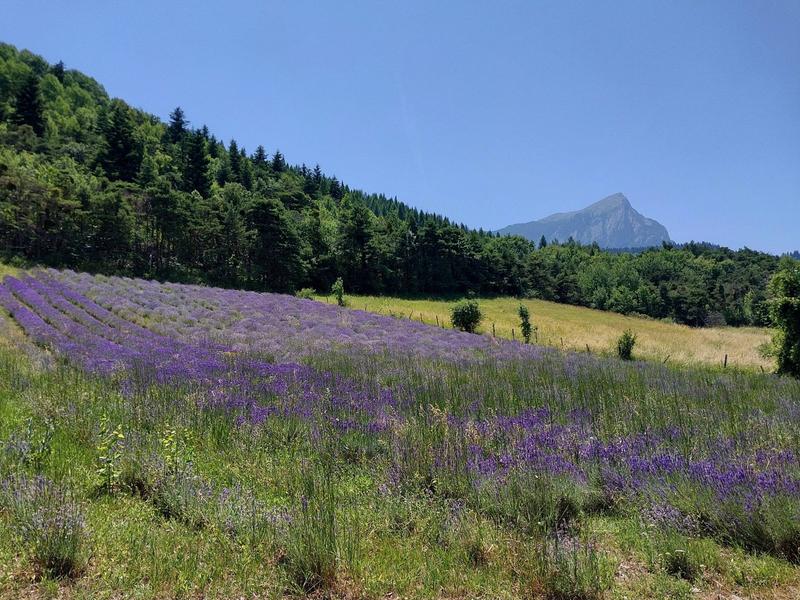 lavande lavande